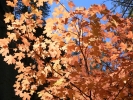 PICTURES/Oak Creek Canyon In October/t_Red Tree5.JPG